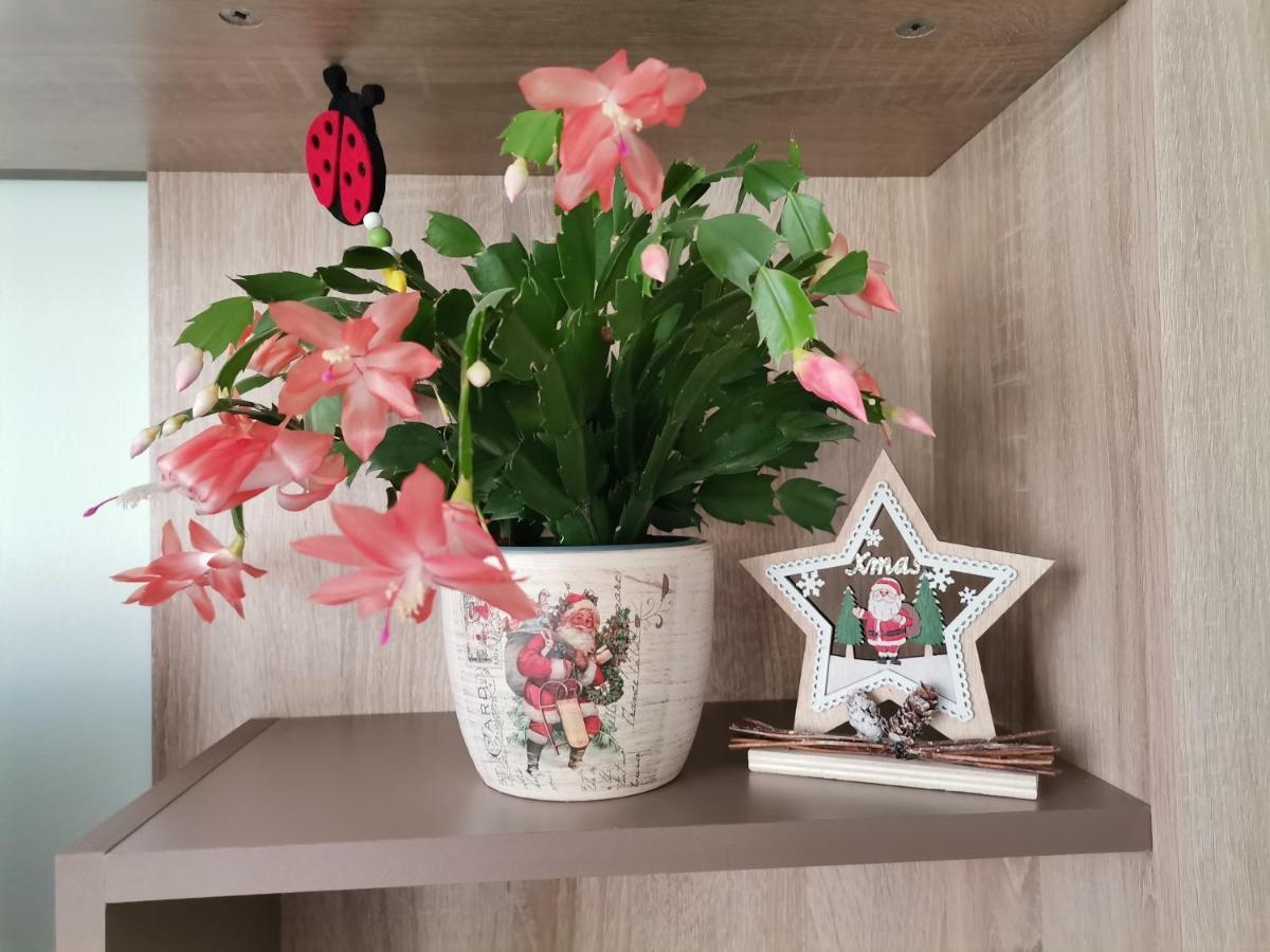 Apartament Giulia Daire Făgăraş Dış mekan fotoğraf
